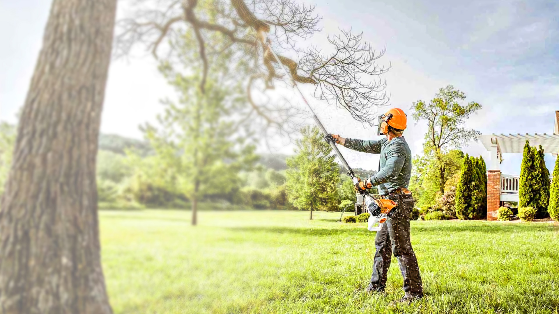 Tree trimming