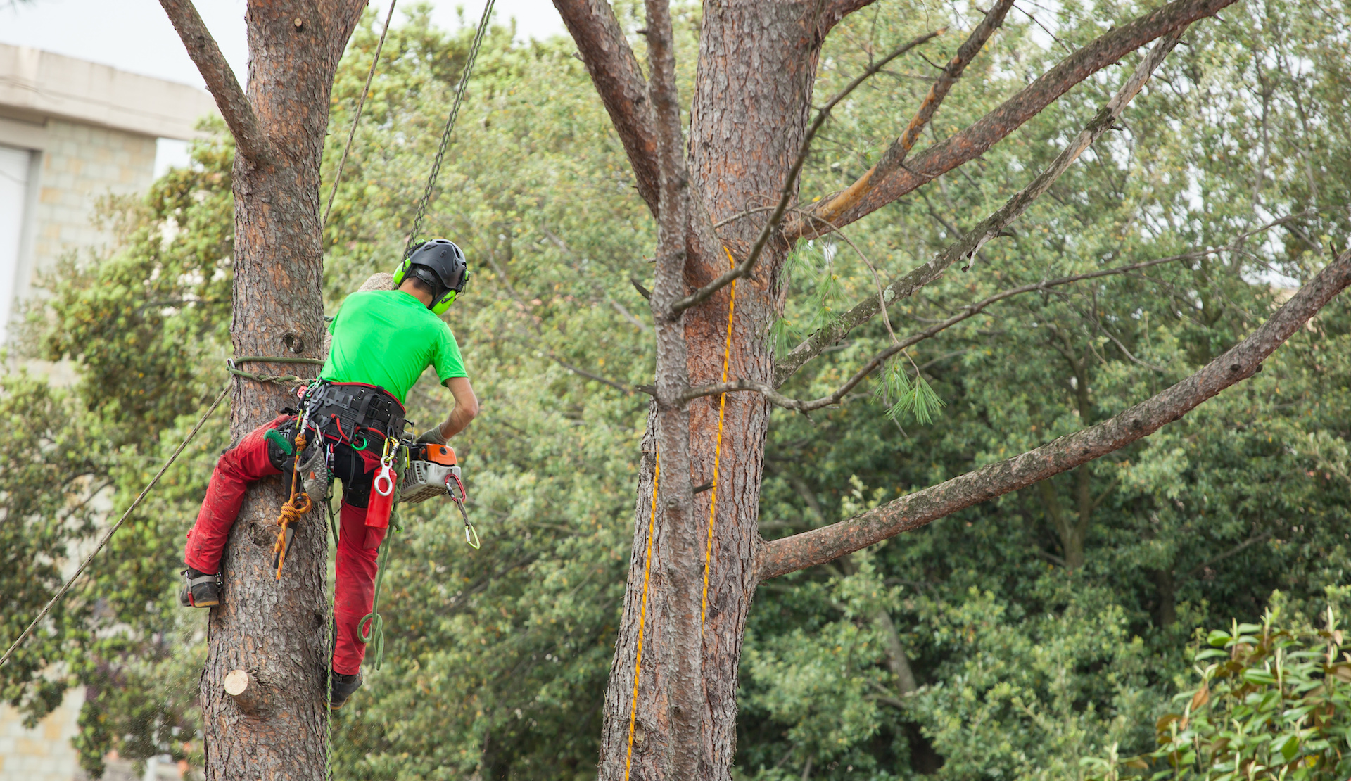 Tree trimming