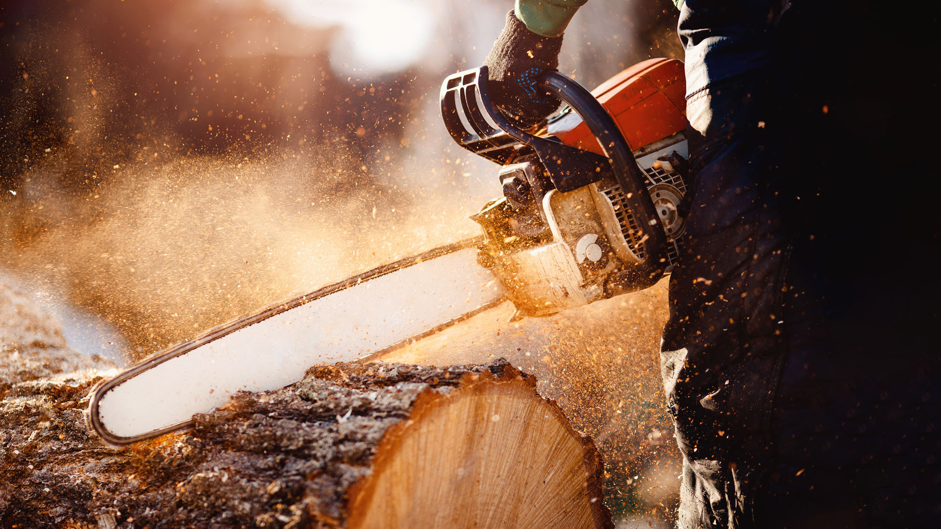 Tree removal tree care